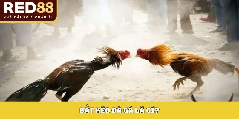 Khái niệm về bắt kèo đá gà