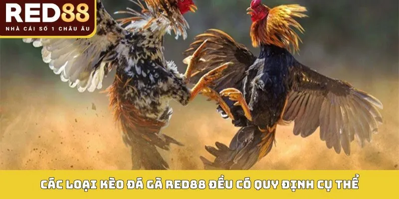 Các loại kèo đá gà Red88 đều có quy định cụ thể