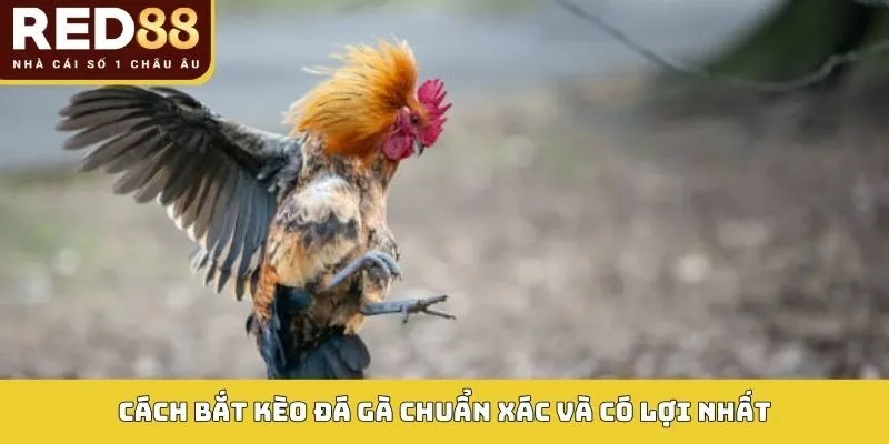 Cách bắt kèo đá gà chuẩn xác và có lợi nhất