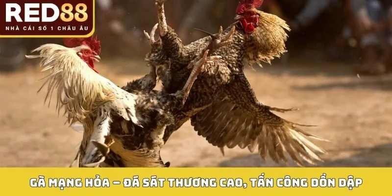 Gà mạng Hỏa – Đá sát thương cao, tấn công dồn dập