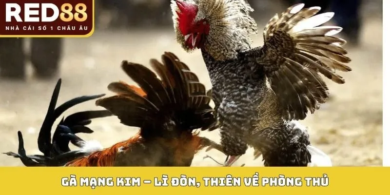 Gà mạng Kim – Lì đòn, thiên về phòng thủ