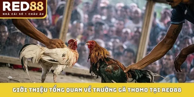 Giới thiệu tổng quan về trường gà Thomo tại RED88