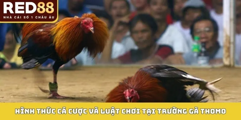 Hình thức cá cược và luật chơi tại Trường gà Thomo