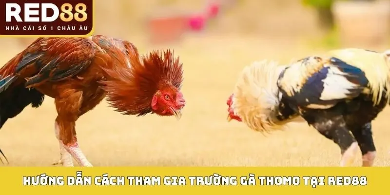 Hướng dẫn cách tham gia Trường gà Thomo tại RED88