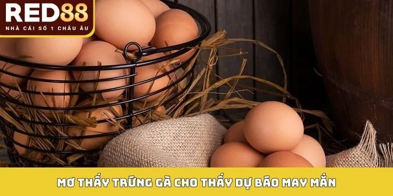 Mơ thấy trứng gà cho thấy dự báo may mắn